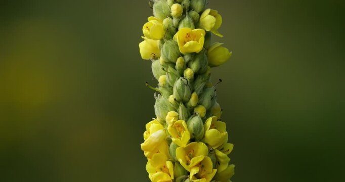 Verbascum nigrum also knowed as black mullein or  dark mullein