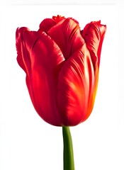 Red tulip isolated on white