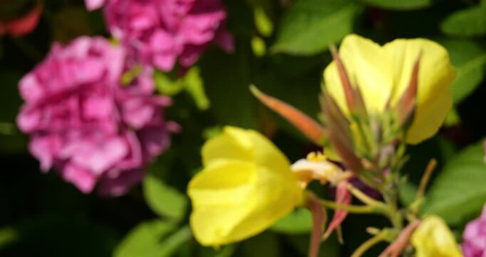 Close up on a Hydrangea and Oenothera fallax Renner, Brittany, France
