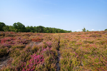 Heather land of Laris qui parle in Fontainebleau forest