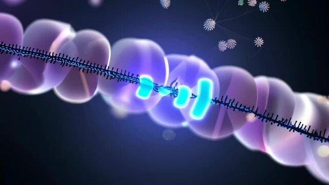 Exploring the intricate structure and function of DNA during a cellular process in a laboratory setting