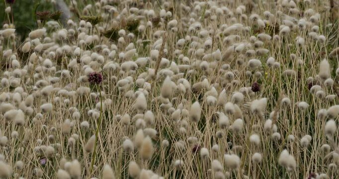 Field of Lagurus ovatus. Brittany coast in the Finistere department, France