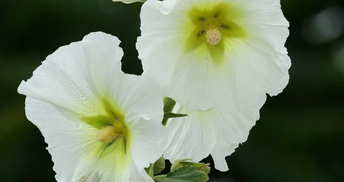 Close up on a Alcea rosea or common hollyhock, Brittany, France