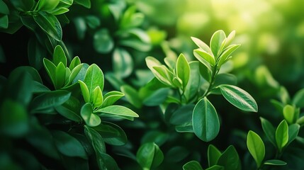 Emerald Glow: Lush green leaves bathed in warm sunlight, capturing the essence of spring's vibrant energy. 