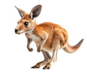 Fototapeta premium Adorable baby kangaroo standing on white background, showcasing its distinctively large ears, tail, and legs.
