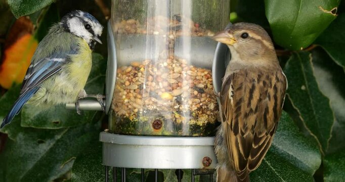 Eurasian blue tit and House sparrow , adult, female , eating on a bird feeder, France