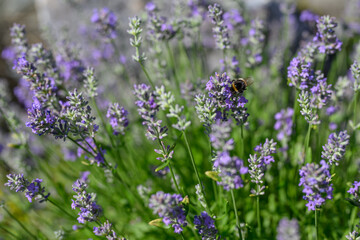 Purple lavender flowers and bumblebee.