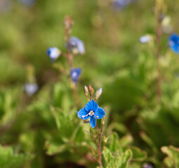 Beautiful close-up of veronica chamaedrys