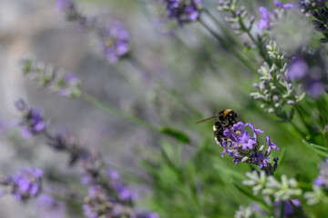 Purple lavender flowers and bumblebee.