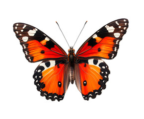 Vibrant orange and black butterfly with intricate patterns, isolated on a white background. Perfect for nature and insect-themed projects.