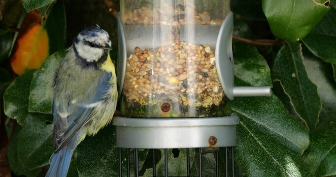 Eurasian blue tit, eating on a bird feeder, France
