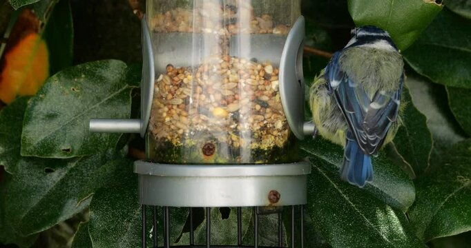 Eurasian blue tit, eating on a bird feeder, France