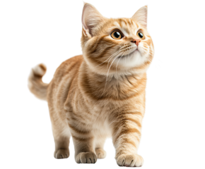 Adorable orange tabby cat walking gracefully with curious eyes. Perfect for pet and animal-themed stock images.
