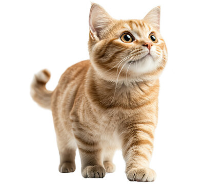 Adorable orange tabby cat walking gracefully with curious eyes. Perfect for pet and animal-themed stock images. - Powered by Adobe