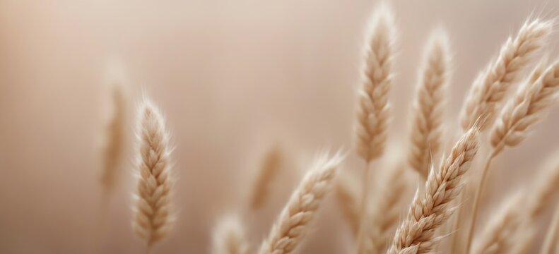 Dreamy Close-Up of Tall Wheat Plants with Golden-Brown Color and
