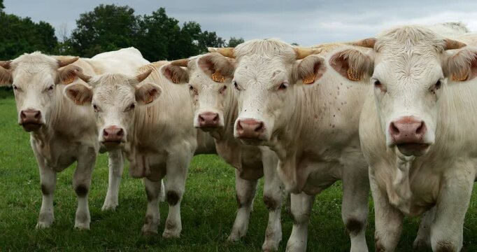 Charolais cattle. The Charolais is the second-most numerous cattle breed in France.