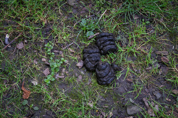 Three fallow deer droppings on the ground.