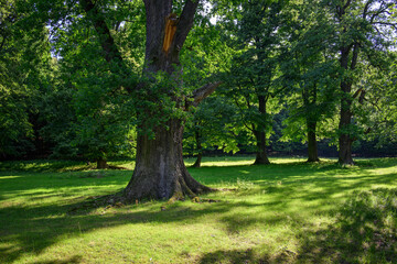 A stout oak trunk with a broken branch.