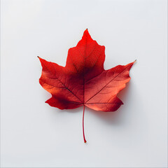 秋季红色的枫叶