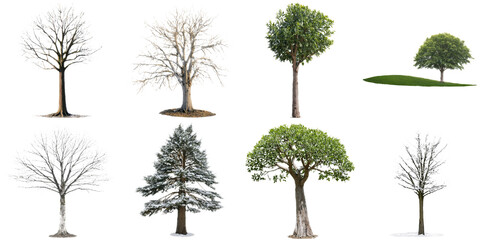 Fototapeta premium A collection of eight trees highlighting the stark contrast between wintery, snow-covered trees and lush evergreens, demonstrating the diversity of nature across seasons.