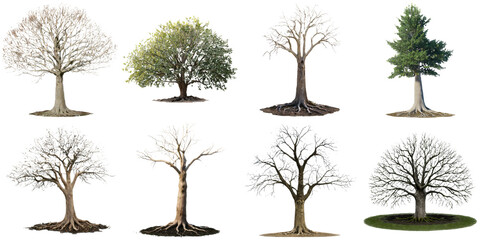 Obraz premium A collection of eight trees displaying the beauty and diversity of different seasons, from lush evergreens to bare winter branches, highlighting nature’s seasonal transitions.