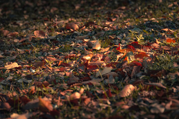 Autumn leaves that have fallen to the ground