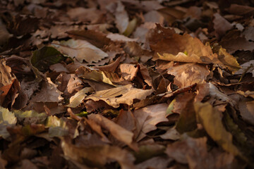 Autumn leaves that have fallen to the ground