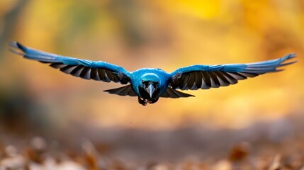  A blue bird flies through the air, wings spread wide, beak pointed upwards