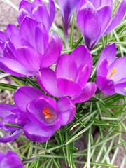 Fototapeta premium crocuses - flowers in my garden