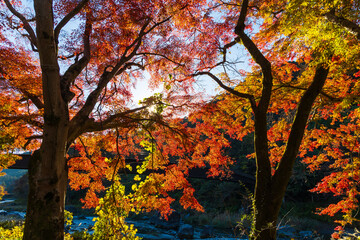 日本の風景・秋　東京都青梅市　紅葉の御岳渓谷