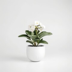 Elegant White Flowering Plant in Modern White Pot on Minimalist Background, Perfect for Home Decor and Office Settings