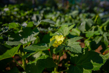 Closeup shot of Okra growing from flowers in an okra field, Ladyfingers cultivation in a rural farm, Fresh Bhindi produce in a rural area
