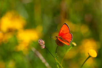 tiny butterfly with fire-colored wing top, Lycaena virgaureae