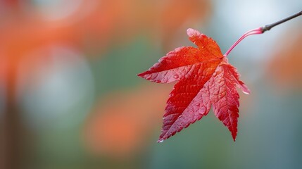  A red leaf, focused tightly, atop a tree branch against an blurred backdrop of orange and green leaves