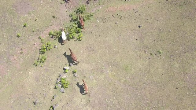 beautiful savana at doro ncanga geopark, bima west nusa tenggara indonesia. beautiful savana view with travel concept. drone view savana 