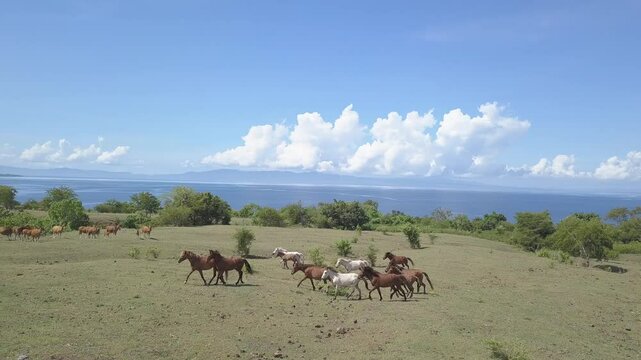 beautiful savana at doro ncanga geopark, bima west nusa tenggara indonesia. beautiful savana view with travel concept. drone view savana 
