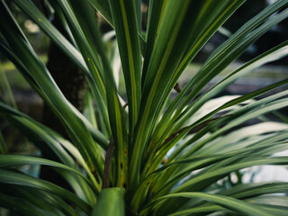 Fototapeta premium Plant leaves