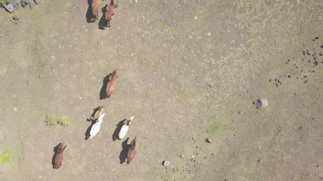 beautiful savana at doro ncanga geopark, bima west nusa tenggara indonesia. beautiful savana view with travel concept. drone view savana 