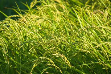ear of paddy in rice field
