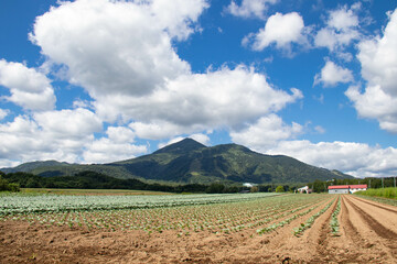 じゃがいも畑とニセコ連峰