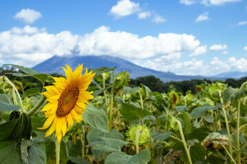 夏の終わりつげるひまわり
