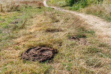 Cow dung cake close-up. Dried cow dung on dry grass, a compost fertilizer for the environment, reflecting the essence of rural life and agriculture.