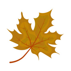 maple autumn leaf isolated on white background.