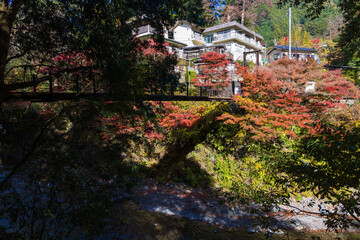 日本の風景・秋　東京都奥多摩町　紅葉の氷川渓谷