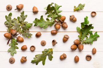 Branch with green oak tree leaves and acorns on colored background, close up top view
