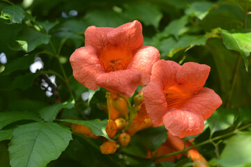 Beautiful colorful flowers, vibrant nature of a home garden. Orange, yellow flowering flowers...