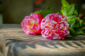 Two roses, pink and white, rest on an old brown wooden tabletop.
