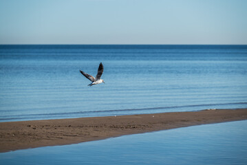 Still Baltic sea, Jurmala Latvia.