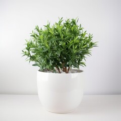Elegant Potted Indoor Plant with Glossy Green Leaves in White Ceramic Planter - Perfect for Home DÃ©cor and Office Spaces