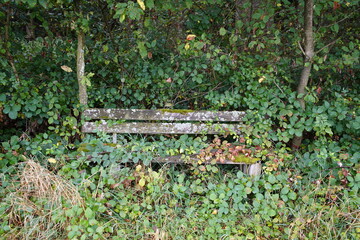Bench covered in plants at the edge of the forest. Gundelshausen, Bavaria, Germany.